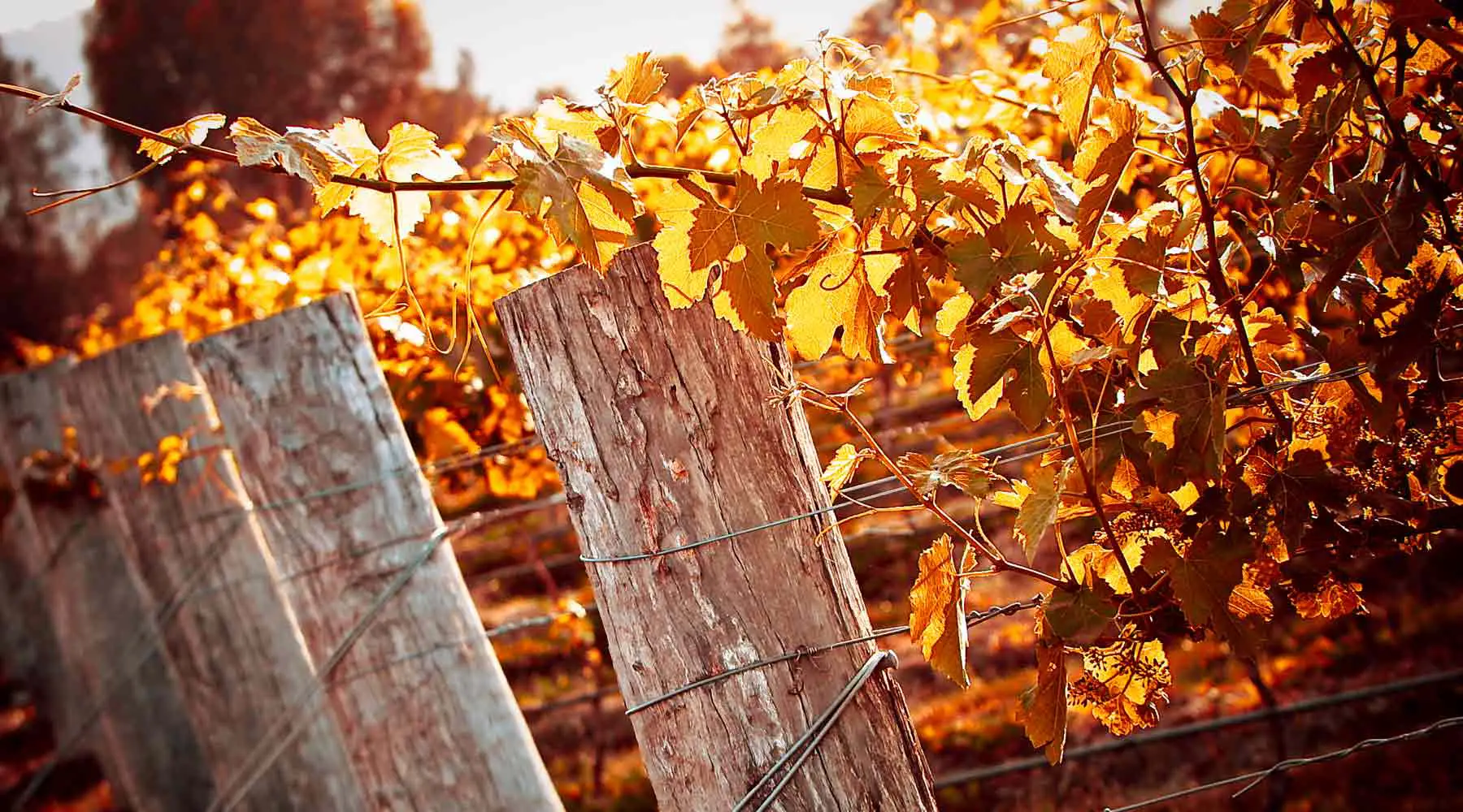 Golden leaves in the vineyard
