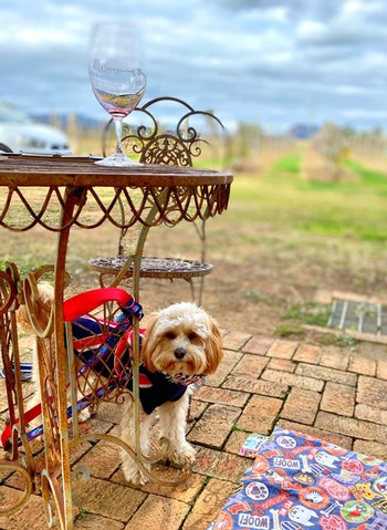 Dog under a table at Whispering Brook